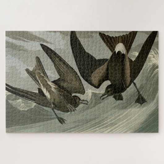Fork-tail Petrel uit de Amerikaanse vogels van Aud Legpuzzel (Horizontaal)