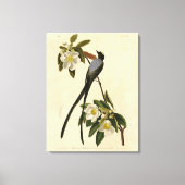 Fork-tailed Flycatcher, Audubon's vogels of Americ Canvas Afdruk (Voorkant)