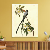 Fork-tailed Flycatcher, Audubon's vogels of Americ Canvas Afdruk (Insitu (Woonkamer))