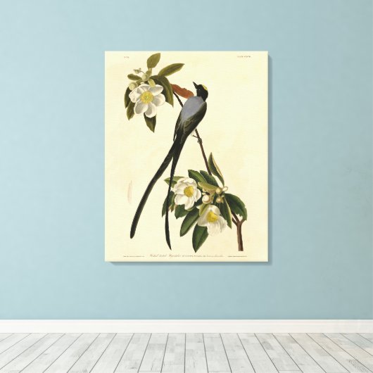 Fork-tailed Flycatcher, Audubon's vogels of Americ Canvas Afdruk (Insitu (Houten vloer))