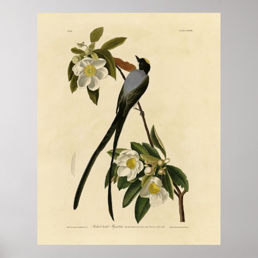 Fork-tailed Flycatcher, Audubon's vogels of Americ Poster (Voorkant)