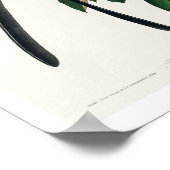 Fork-tailed Flycatcher van Audubon Poster (Hoek)