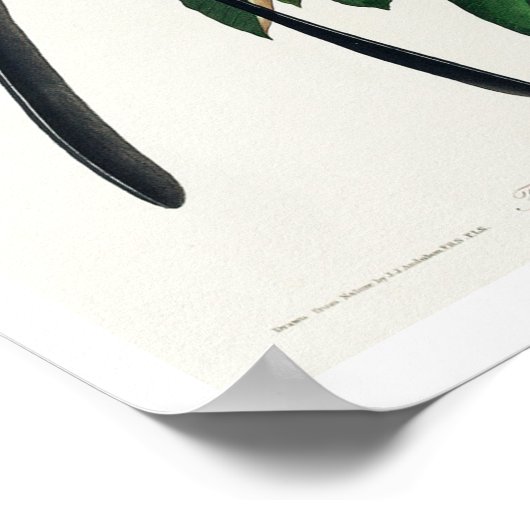 Fork-tailed Flycatcher van Audubon Poster (Hoek)