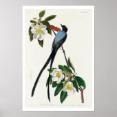 Fork-tailed Flycatcher van Audubon Poster (Voorkant)