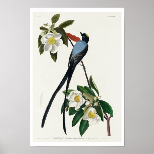 Fork-tailed Flycatcher van Audubon Poster (Voorkant)