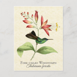 Fork Tailing Wood Nymph Hummingbird Art Briefkaart