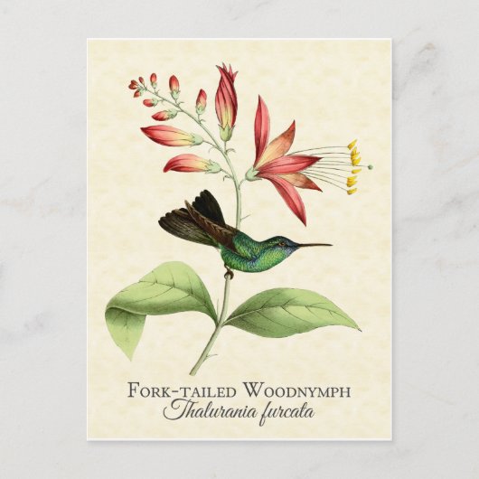 Fork Tailing Wood Nymph Hummingbird Art Briefkaart (Voorkant)