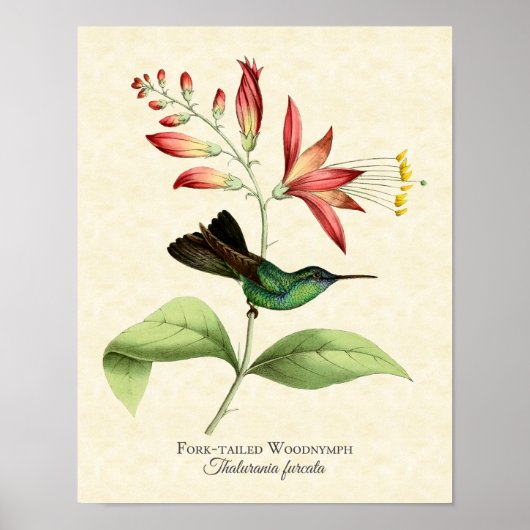 Fork Tailing Wood Nymph Hummingbird Art Print (Voorkant)