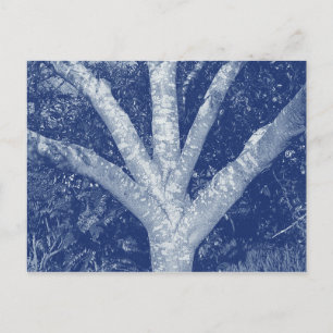 Forked Branches - Cyanotype-effect Briefkaart