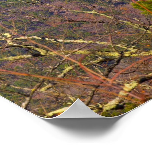 Forked Mountain , Arkansas Poster (Hoek)