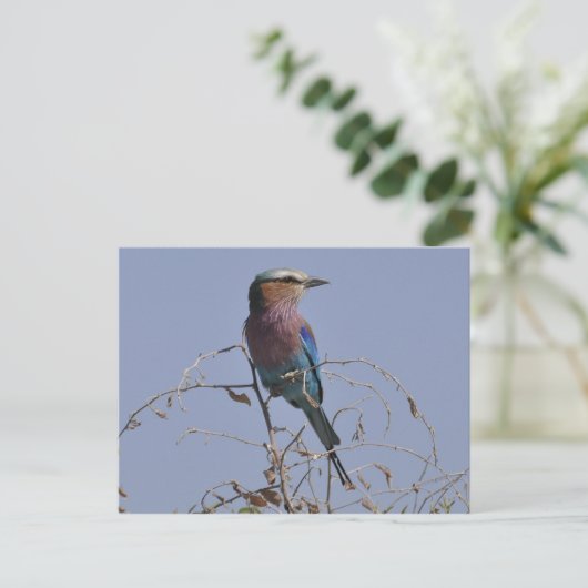 Forked Roller Bird Botswana Briefkaart (Staand voorkant)