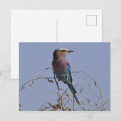 Forked Roller Bird Botswana Briefkaart (Voorkant / Achterkant)