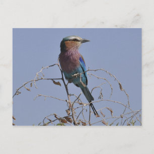Forked Roller Bird Botswana Briefkaart