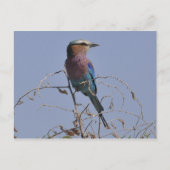 Forked Roller Bird Botswana Briefkaart (Voorkant)