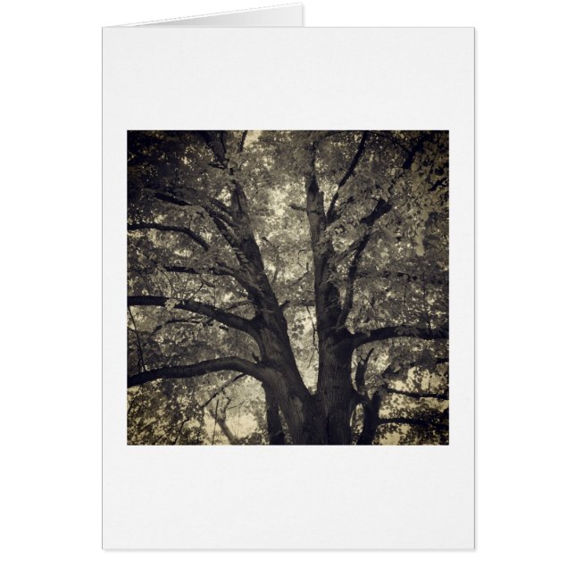 Forked Tree (Voorkant)