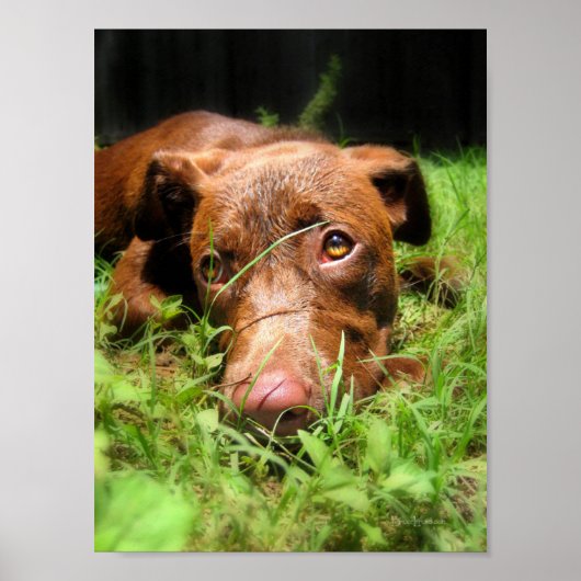 Forlorn Chocolate Lab Pit Puppy Poster (Voorkant)