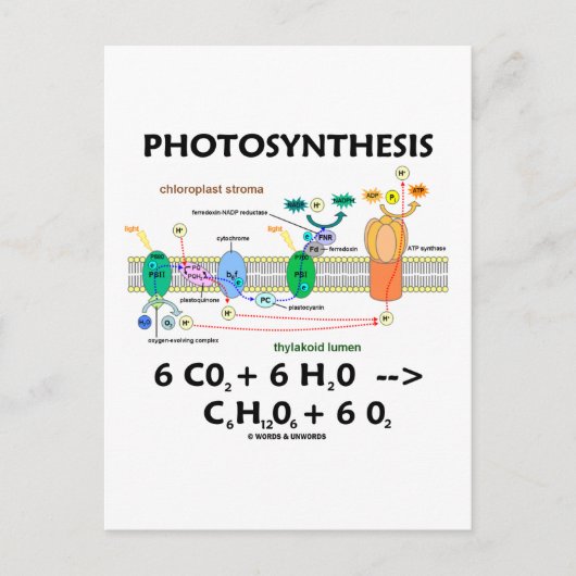 Formule voor fotosynthese (chemisch) briefkaart (Voorkant)