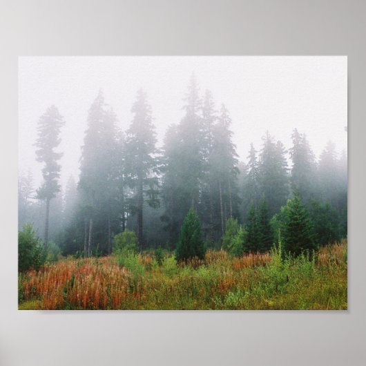 Forrest Fog Pine Trees Waarde Poster Papier (Voorkant)