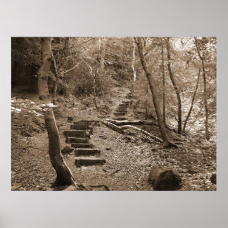 Forrest Steps XL Canvas Poster