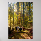 Forrest van dromen poster (Voorkant)