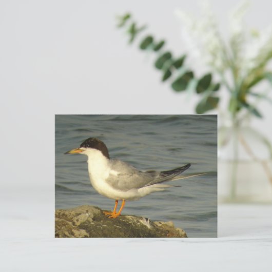 Forster's Tern Briefkaart (Staand voorkant)