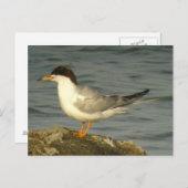 Forster's Tern Briefkaart (Voorkant / Achterkant)