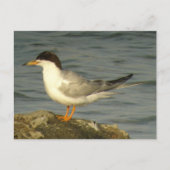 Forster's Tern Briefkaart (Voorkant)