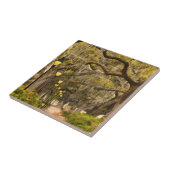 Forsyth Park - Foto, Savannah, Georgia (GA) USA Tegeltje (Zijkant)