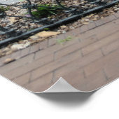 Forsyth Park Fountain Poster (Hoek)