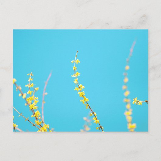 Forsythia 3 briefkaart (Voorkant)