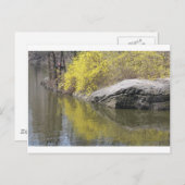 forsythia en reflectie briefkaart (Voorkant / Achterkant)