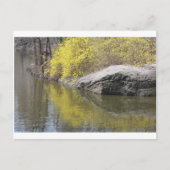 forsythia en reflectie briefkaart (Voorkant)