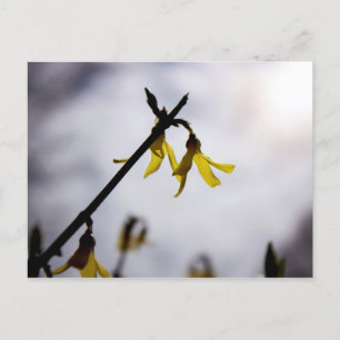 Forsythia Feestdagenkaart