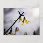 Forsythia Feestdagenkaart (Voorkant)