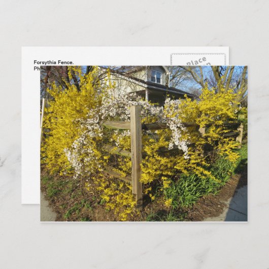 Forsythia Fence Briefkaart (Voorkant / Achterkant)