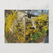 Forsythia Fence Briefkaart (Voorkant)