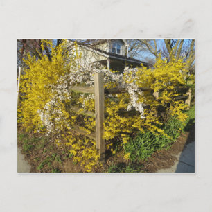 Forsythia Fence Briefkaart
