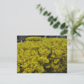 Forsythia Field Briefkaart (Staand voorkant)