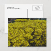 Forsythia Field Briefkaart (Voorkant / Achterkant)