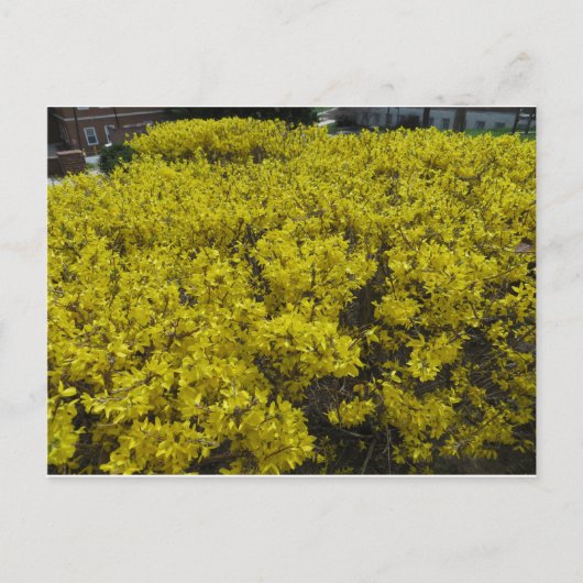 Forsythia Field Briefkaart (Voorkant)