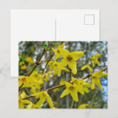 Forsythia in de lente briefkaart (Voorkant / Achterkant)