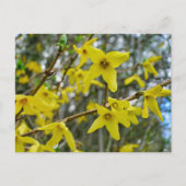 Forsythia in de lente briefkaart (Voorkant)