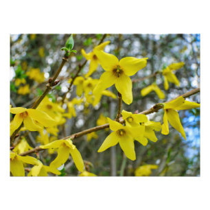 Forsythia in de lente foto afdruk