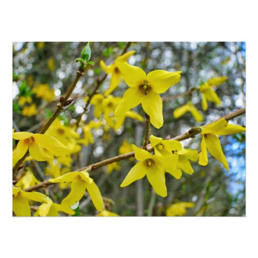 Forsythia in de lente foto afdruk (Voorkant)