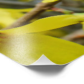 Forsythia in de lente foto afdruk (Hoek)