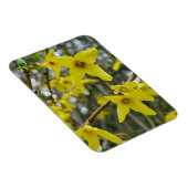 Forsythia in de lente magneet (Rechterzijde)