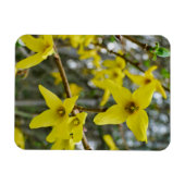 Forsythia in de lente magneet (Horizontaal)