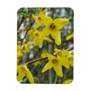 Forsythia in de lente magneet
