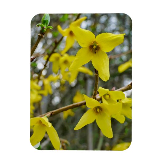 Forsythia in de lente magneet (Verticaal)