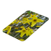 Forsythia in de lente magneet (Linkerzijde)